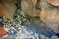 076-Spiny-Freshwater-crayfish-Euastacus-spp