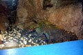 077-Spiny-Freshwater-Crayfish