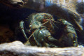 078-Spiny-Freshwater-Crayfish-waiting-for-prey