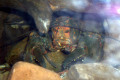 079-Spiny-Freshwater-Crayfish-face