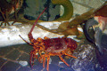 080-Red-Spiny-Lobster-or-Southern-Rock-Lobster-Jasus-edwardsii.-Crayfish