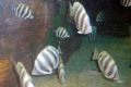 081-Moonlighter-Tilodon-sexfasciatus