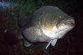 082-Murray-Cod-Maccullochella-peelii-peelii