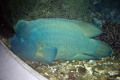 083-Napoleon-Wrasse-Humphead-or-Maori-Wrasse-Cheilinus-undulatus