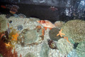 084-Rock-Pool-residents