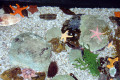 085-Various-seastars-in-Rock-Pool