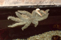 086-Eleven-armed-Seastar-Coscinasterias-calamaria