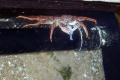 087-Rock-Pool-crab-feeding