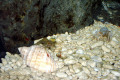 088-Small-sandy-marine-creatures