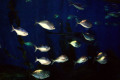 089-School-of-Trevally-and-Squire-small-Snapper-sometimes-called-Pinkies