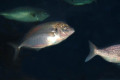 090-Trevally-Pseudocaranx-dentrex-and-P.-wrighti-centre-and-Squire-right