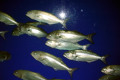091-Tailor-skipjack-Pomatomus-saltatrix