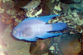 094-Southern-Blue-Devil-Paraplesiops-meleagris