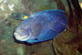 095-Southern-Blue-Devil