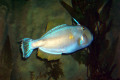 097-Yellow-finned-Leatherjacket