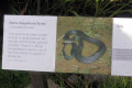 004-Alpine-Copperhead-Snake-info