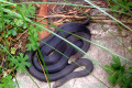 005-Alpine-Copperhead-Snakes