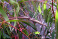 006-Stick-insect