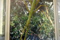 008-Stick-insect-specimen