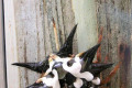 009-Spiny-spider-specimen