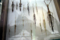 011-Stick-insects-specimens