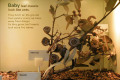 012-Leaf-insects-info