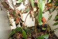 013-Leaf-insects