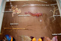 014-Tiny-creatures-specimens