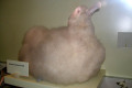 018-Wandering-Albatross-chick-specimen