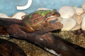 021-Tree-frog
