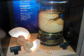 023-Nautilus-shell