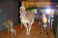 027-Marsupials-specimens