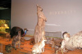 028-Native-animals-specimens