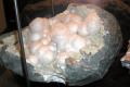 037-Okemite-India-specimen