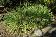 Melbourne, VICTORIA - Royal Botanic Gardens - Spring (Sep 2008)
