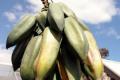 Babaco-Mountain-Papaya-Carica-pentagona