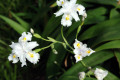 Bamboo-Iris-Iris-confusa