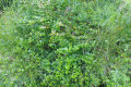 Carmichaelia-exsul-Lord-Howe-Island-native-New-Zealand-Broom-1