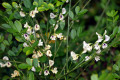 Carmichaelia-exsul-Lord-Howe-Island-native-New-Zealand-Broom-2