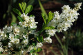Chinese-Pearlbush-Exochorda-racemosa
