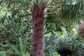 Chinese-Windmill-Palm-Chusan-Palm-Windmill-Palm-Fan-Palm-Trachycarpus-fortunei