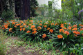 Clivia-Bush-Lily-Fire-Lily-Clivia-miniata-1