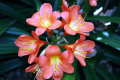 Clivia-Bush-Lily-Fire-Lily-Clivia-miniata-2