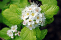Common-Ninebark-Physocarpus-opulifolius-Darts-Gold-2