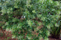 Corkwood-Duboisia-myoporoides-1