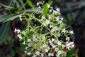 Corkwood-Duboisia-myoporoides-2