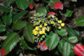 Creeping-Barberry-Creeping-Mahonia-Mahonia-repens