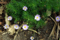 Cut-Leafed-Daisy-Brachyscome-multifida-1