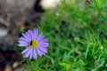 Cut-Leafed-Daisy-Brachyscome-multifida-2