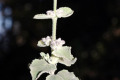 Desert-Lavender-Hyptis-emoryi-2